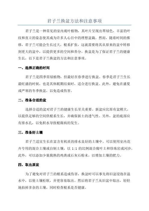 君子兰换盆方法和注意事项