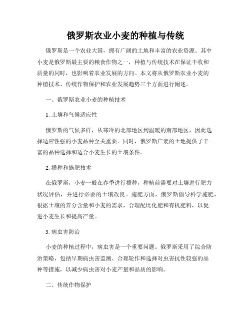 俄罗斯农业小麦的种植与传统