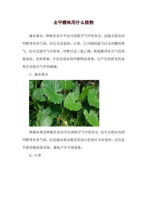 去甲醛味用什么植物