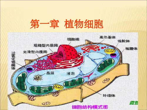 大学生植物学必看PPT