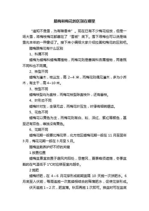 腊梅和梅花的区别在哪里