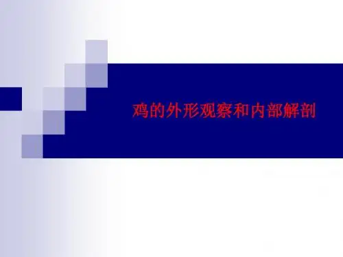 [课件]鸡的外形观察和内部解剖PPT