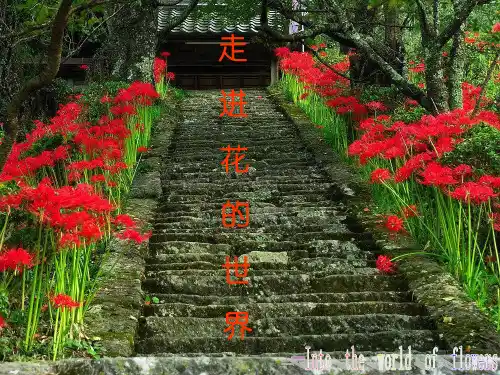 走进花的世界ppt课件