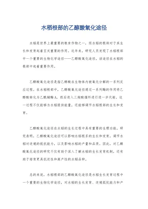水稻根部的乙醇酸氧化途径