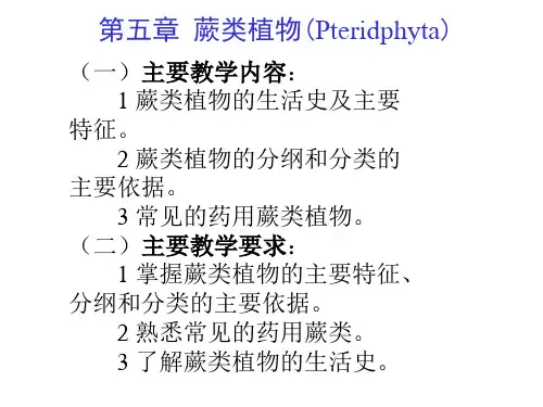 蕨类植物pptppt