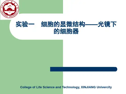 实验一 细胞的显微结构—光镜下的细胞器