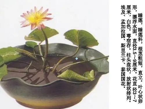 观赏植物学(第六讲
