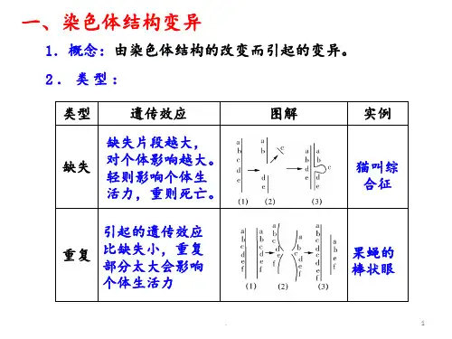 高考生物一轮复习-染色体变异人教