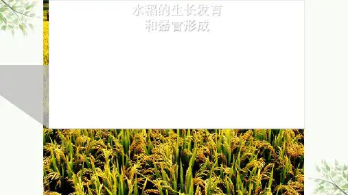 水稻的生长发育和器官的形成课件