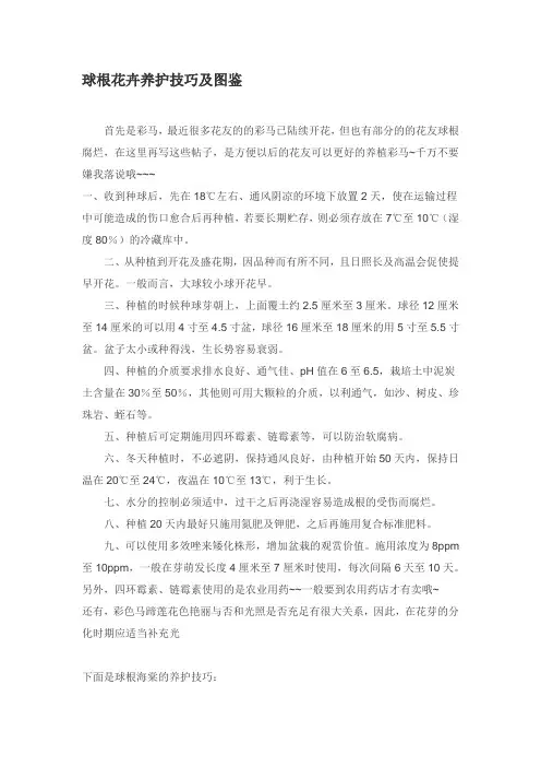 球根花卉养护技巧及图鉴