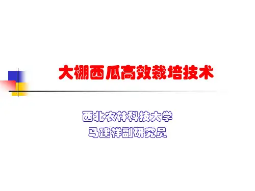 大棚西瓜高效栽培技术PPT课件