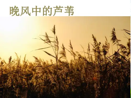 人音版五年级音乐《晚风》课件