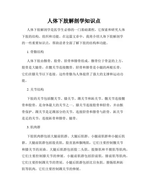 人体下肢解剖学知识点