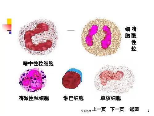 《白细胞分类和计数》PPT课件