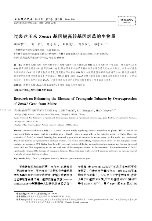 过表达玉米Zmsh1基因提高转基因烟草的生物量