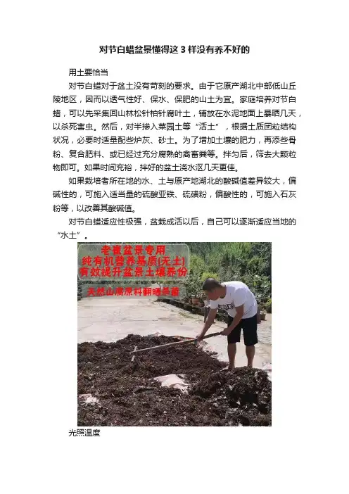 对节白蜡盆景懂得这3样没有养不好的
