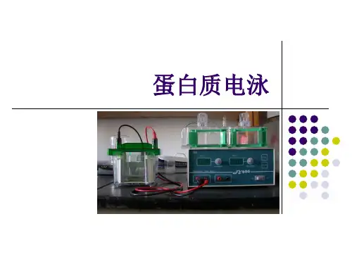 蛋白质电泳