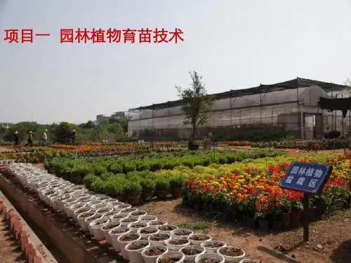园林植物栽培与养护 项目一 园林植物育苗技术