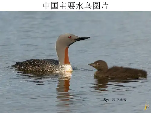 中国主要水鸟图片共收录271种PPT精选文档