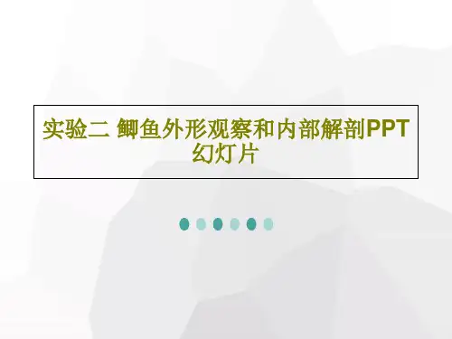 实验二 鲫鱼外形观察和内部解剖PPT幻灯片17页PPT