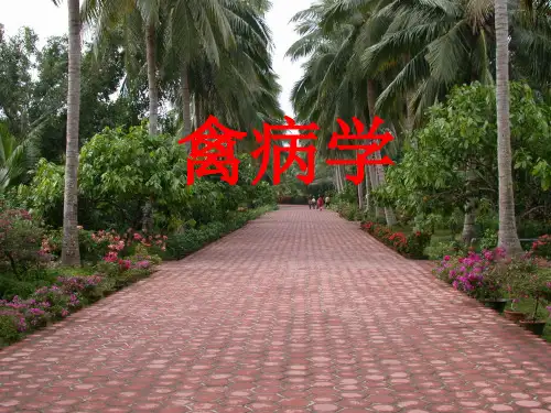 禽病学PPT