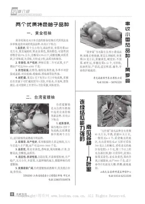 串收小番茄品种——黄罗曼