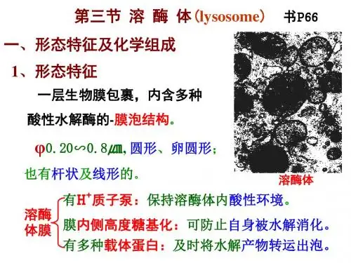 溶酶体