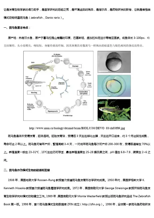 斑马鱼简介