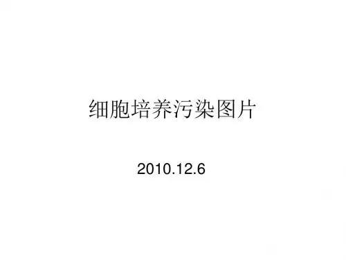 细胞培养污染图片及甲醛熏蒸