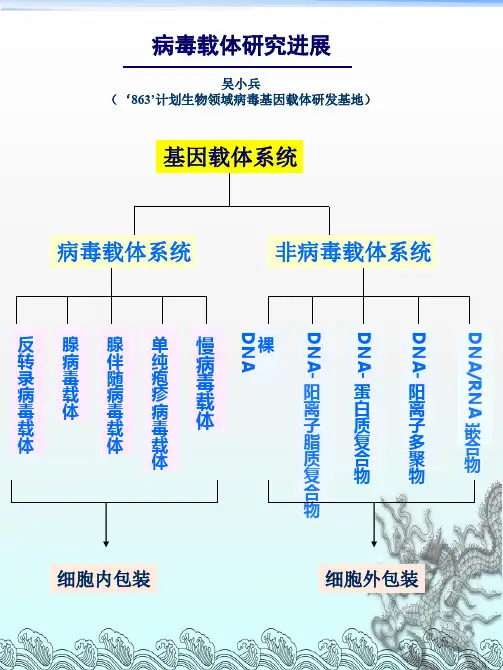 病毒载体概述ppt课件