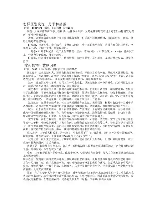 怎样区别玫瑰、月季和蔷薇