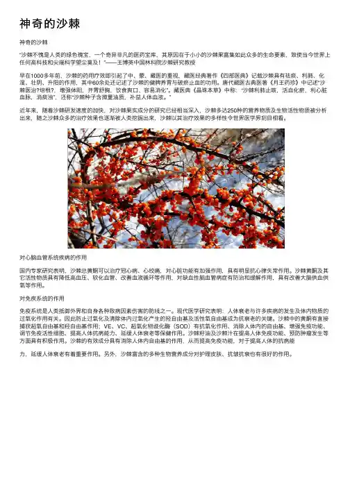 神奇的沙棘——精选推荐
