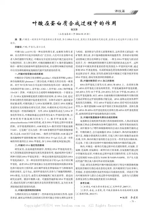 叶酸在蛋白质合成过程中的作用