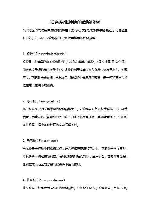 适合东北种植的庭院松树