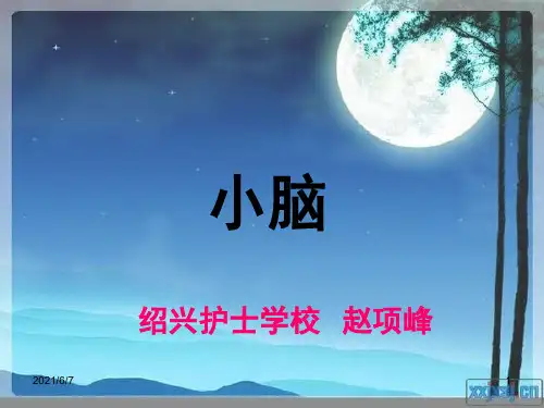 神经系统--小脑、间脑、端脑--解剖学