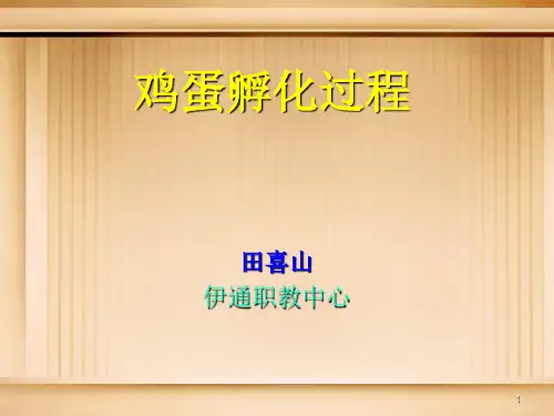 鸡蛋孵化过程的ppt课件