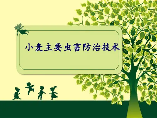 小麦主要虫害防治技术小麦害螨