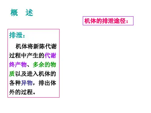 肾脏的排泄PPT课件