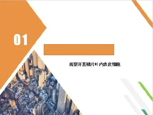 观察洋葱鳞片叶内表皮细胞