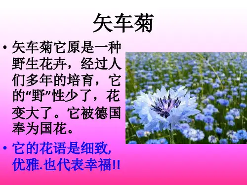 各种花的花语和图片