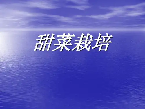 甜菜栽培.ppt
