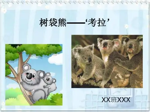 树袋熊——‘考拉’
