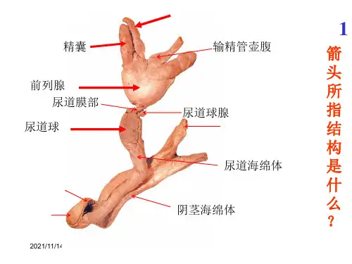 系统解剖学-实验考试图全