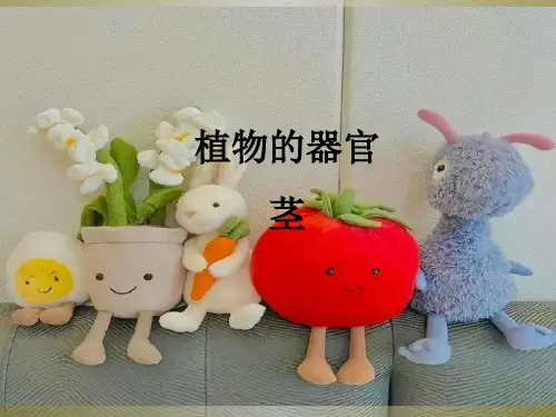 药用植物学-茎PPT课件