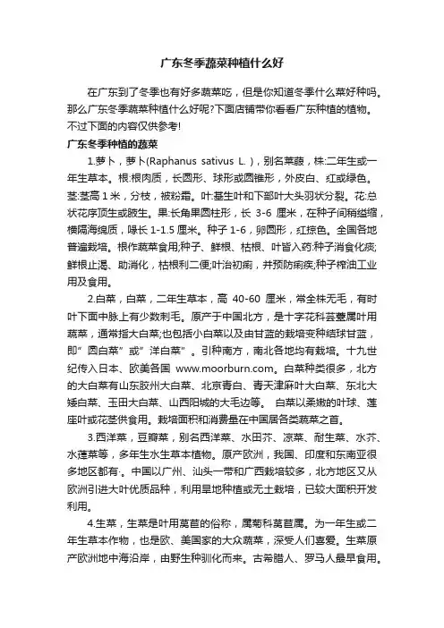 广东冬季蔬菜种植什么好