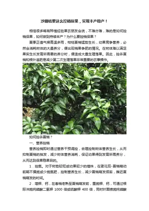沙糖桔要这么控梢保果，实现丰产稳产！