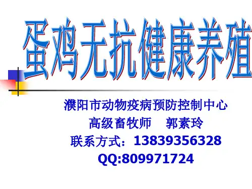 蛋鸡无抗健康养殖