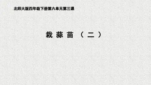 《栽蒜苗(二)》名师课件