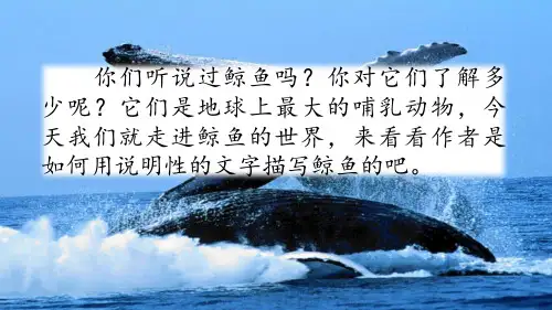 部编版五年级语文上册《习作例文：《鲸》《风向袋的制作》》PPT