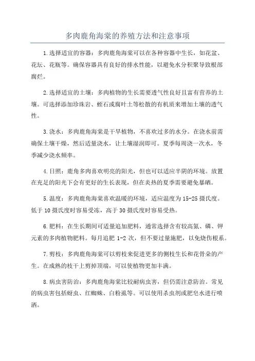 多肉鹿角海棠的养殖方法和注意事项